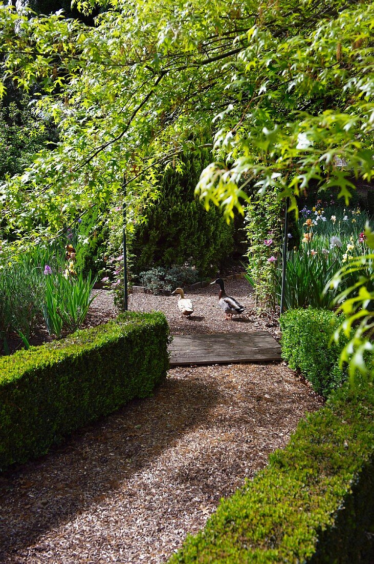 Ducks walking along gravel path in park-like, summery garden