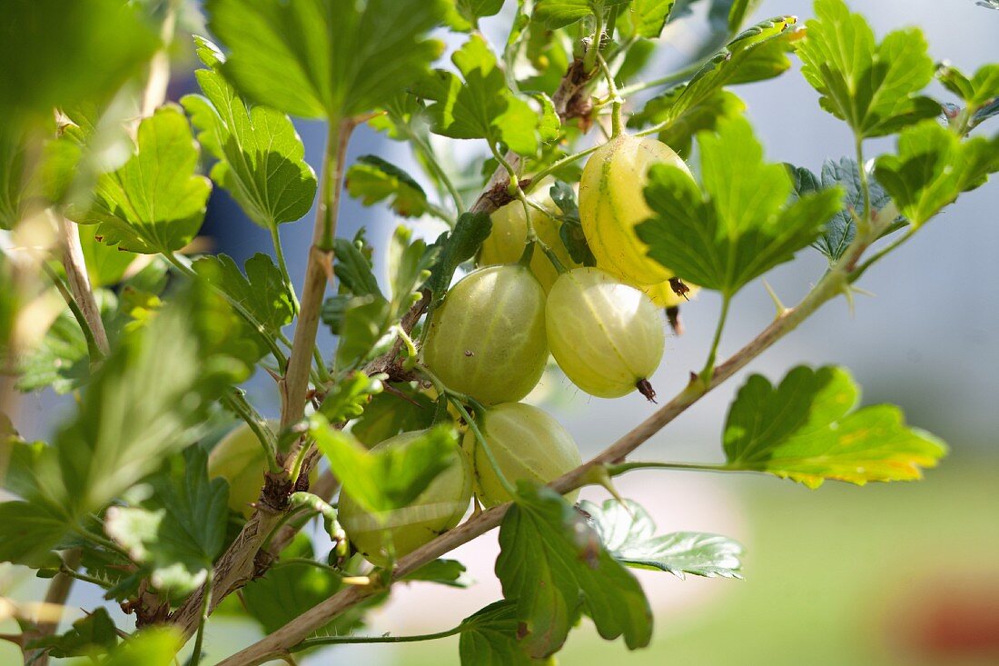 Reife Stachelbeeren