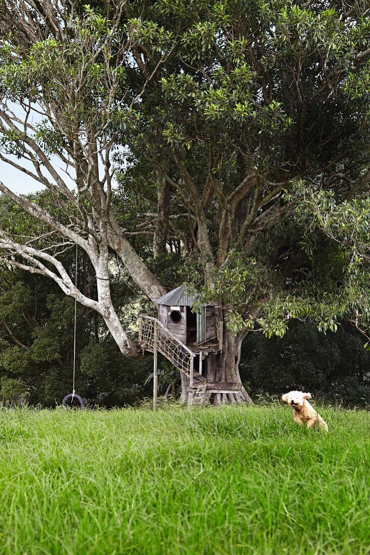 Treehouse in old fig tree
