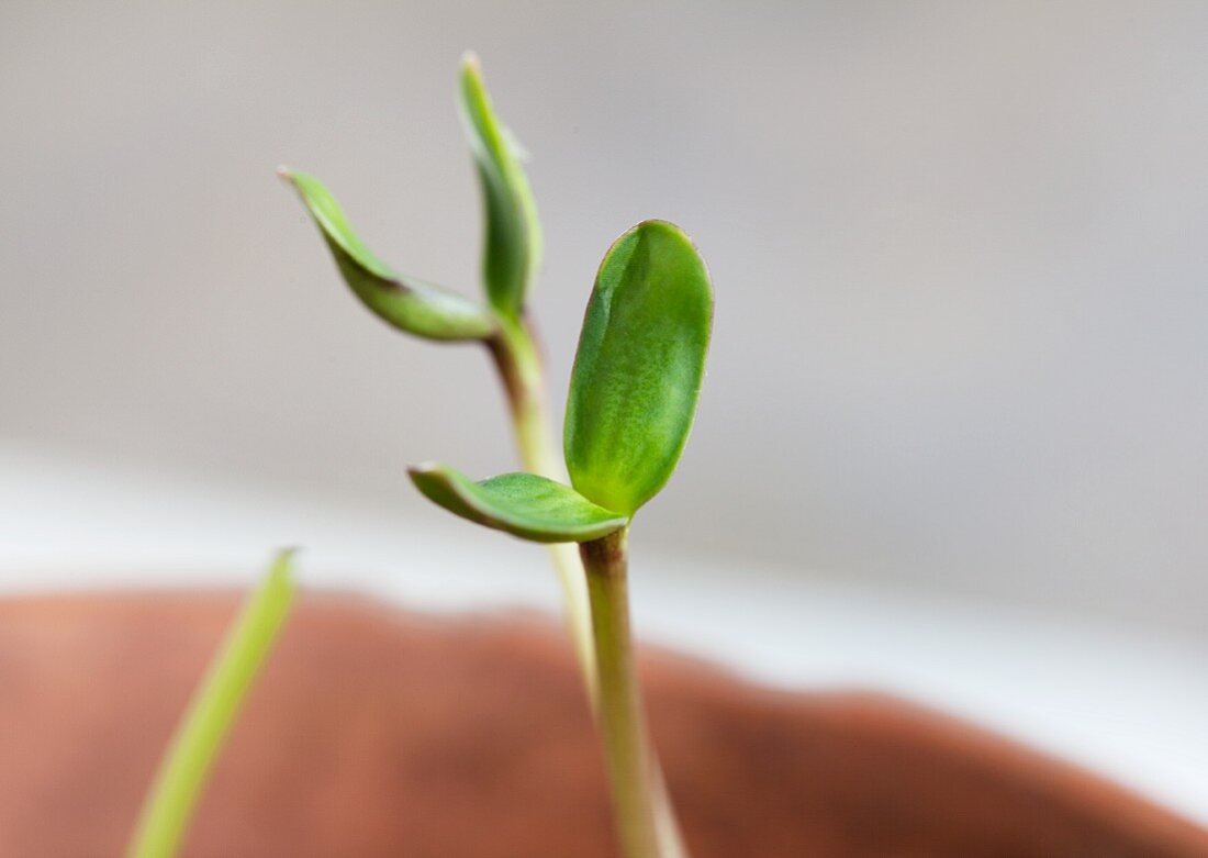 A young sunflower plant