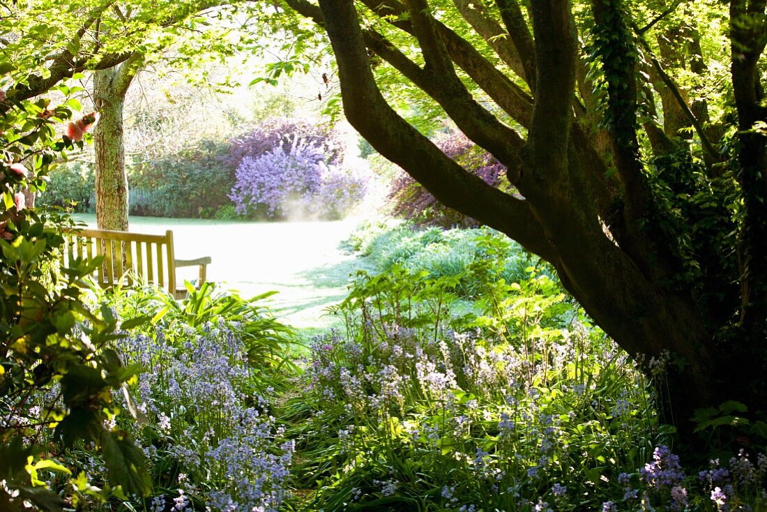 Spacious garden with blue-flowering harebells (Campanula rotundifolia) and wooden bench below sycamore trees