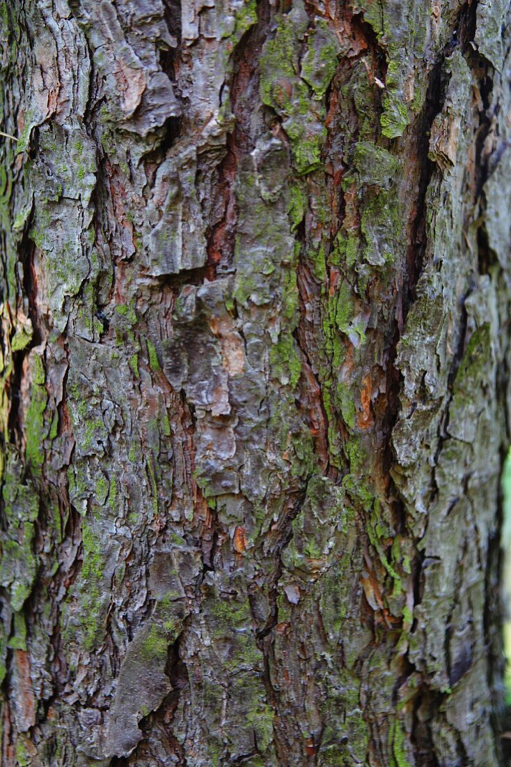 Pine trunk with slightly mossy bark