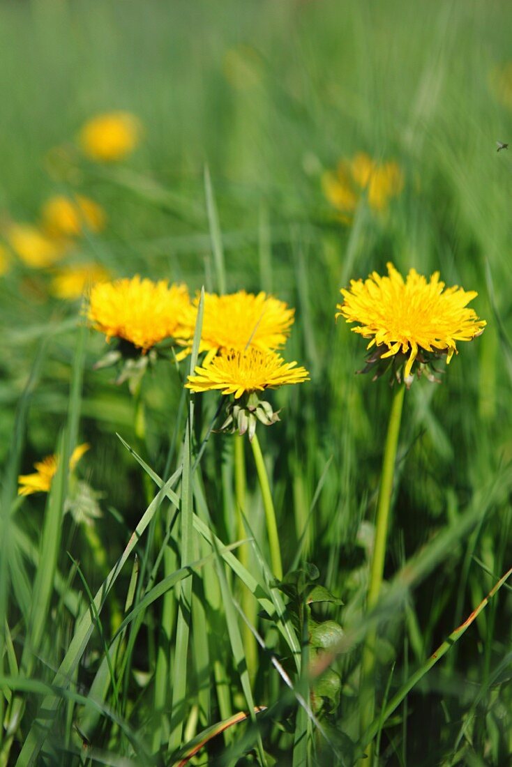 Dandelion flowers in the grass (close-up)