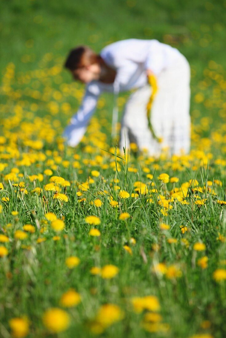 Weiß gekleidete Frau in üppiger Löwenzahnwiese, Blumen pflückend für einen Haarkranz