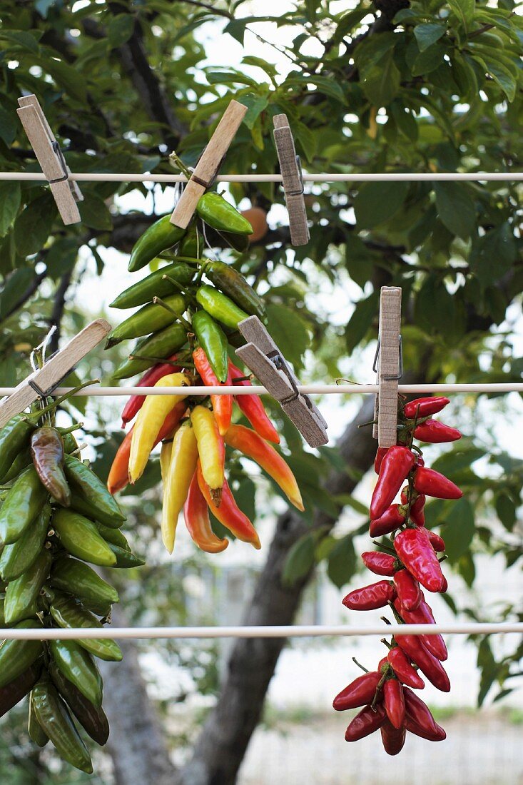 Chilli peppers hung up to dry in Calabria