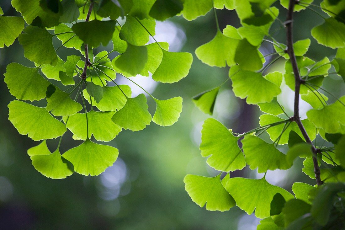 Delicate gingko leaves lit from behind