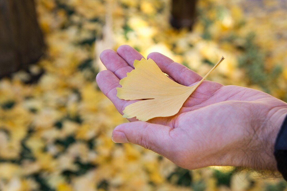 Männerhand mit herbstlich gelbem Ginkgoblatt