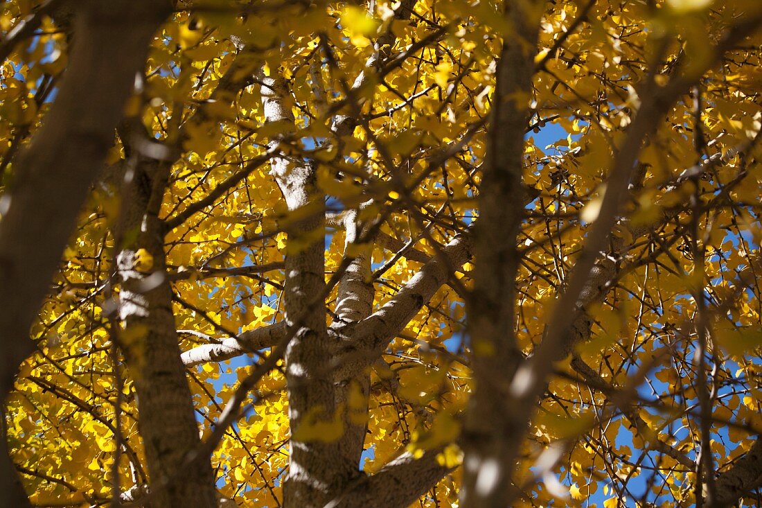 View through tangled branches of autumnal gingko tree