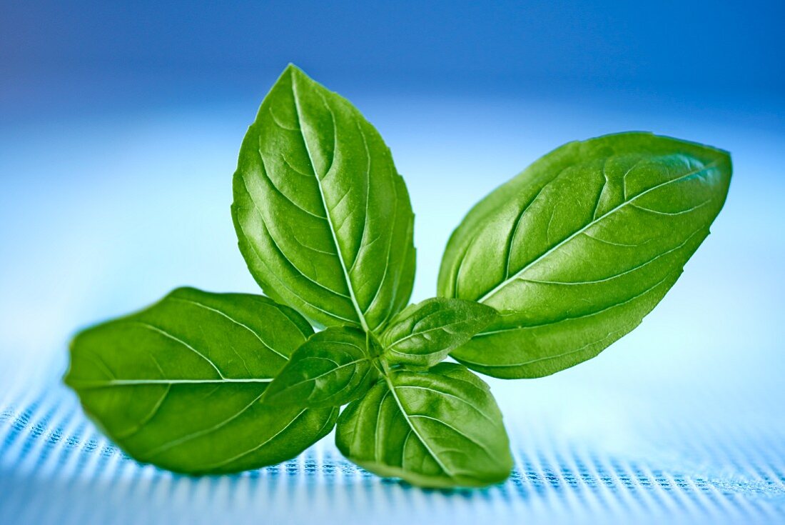 A sprig of basil against a blue background