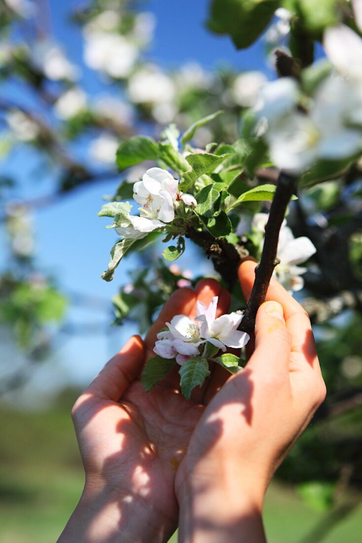 Frauenhände um Zweig mit weissen Apfelblüten gelegt