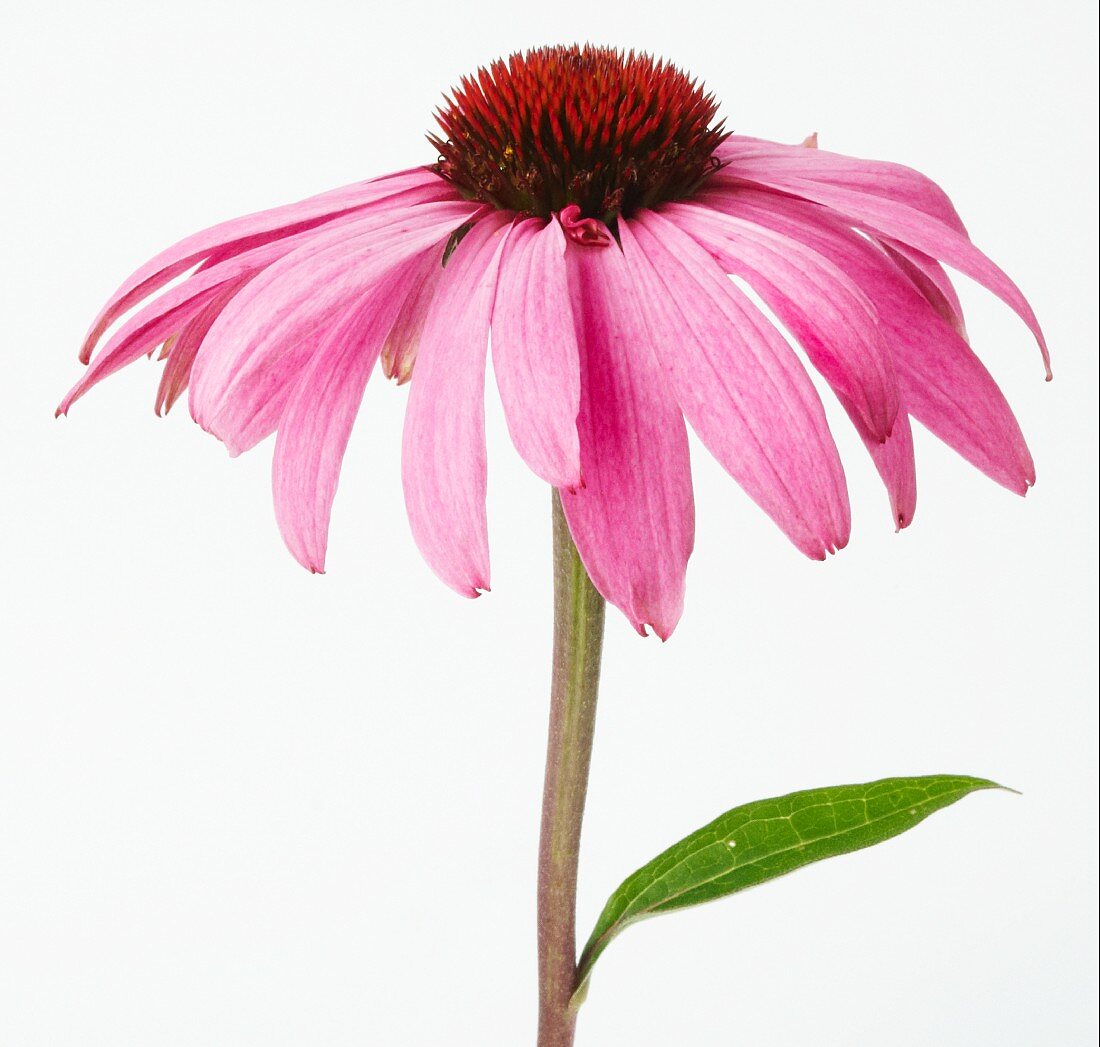 Echinacea flower