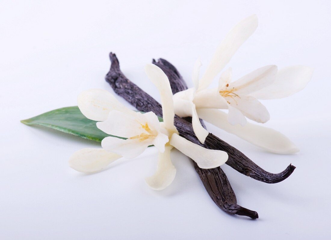 Vanilla pods with vanilla orchids