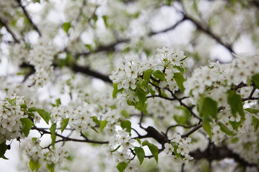 Pretty White Apple Blossoms