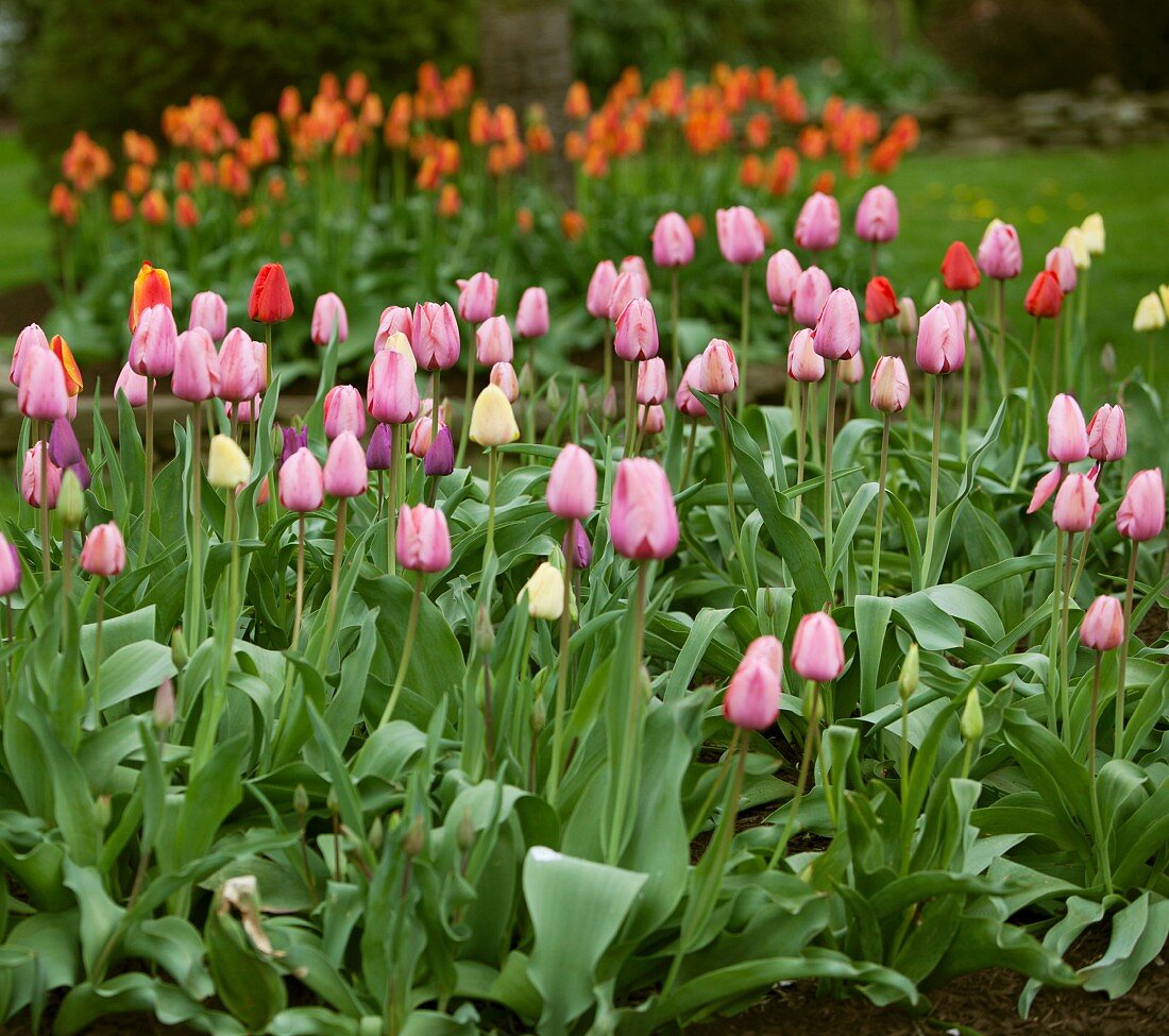 Tulpenbeet im Garten