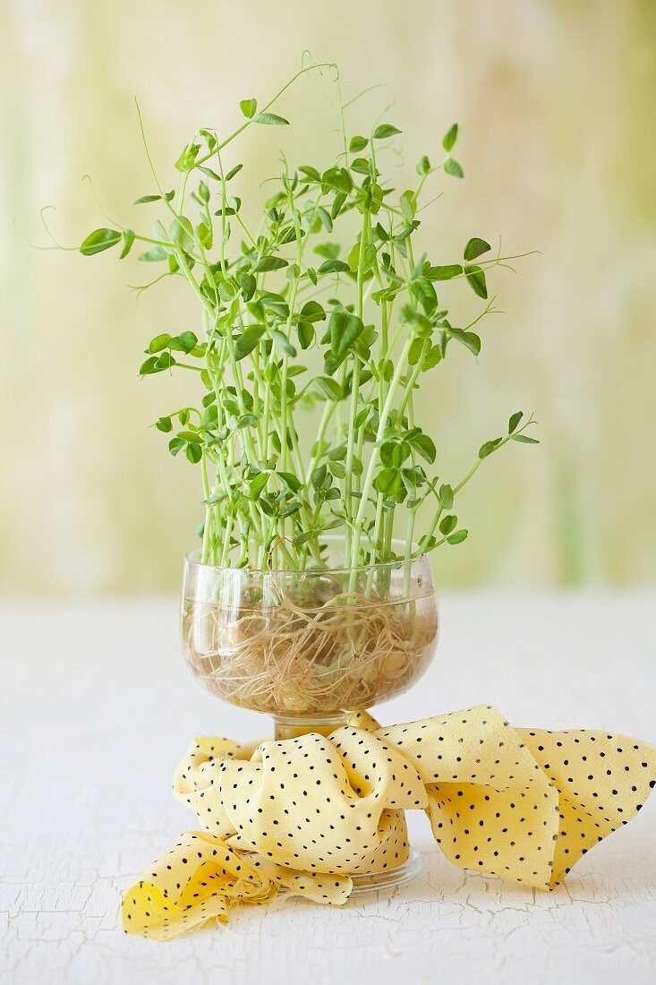 Pea shoots in a glass