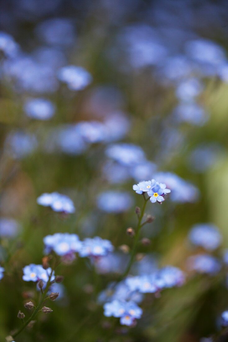 Vergissmeinnicht im Garten (Close Up)