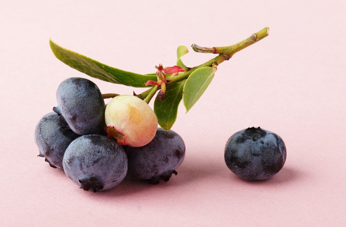 Blueberries on the stem with leaves