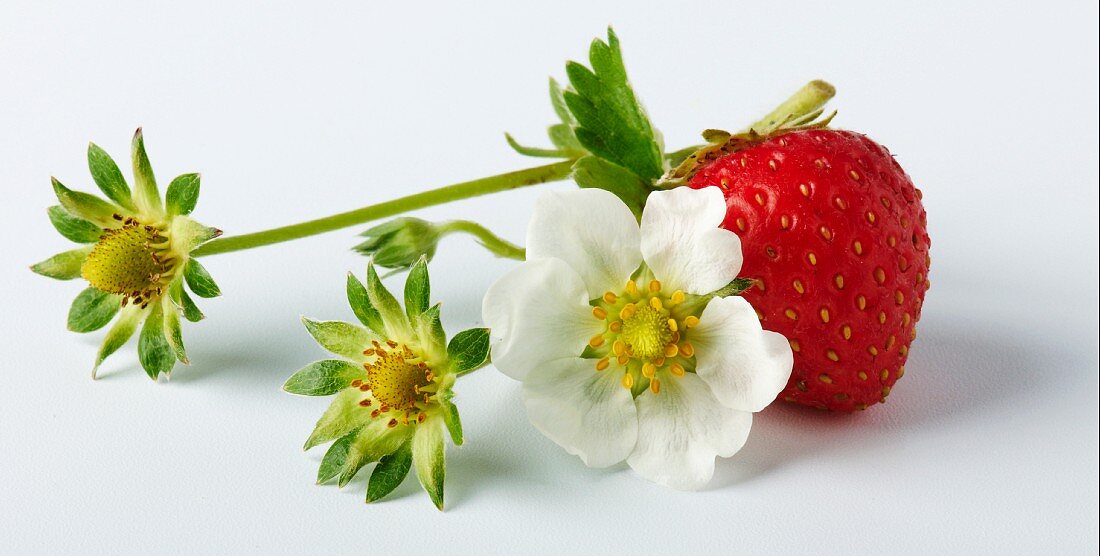 A wild strawberry with strawberry flowers