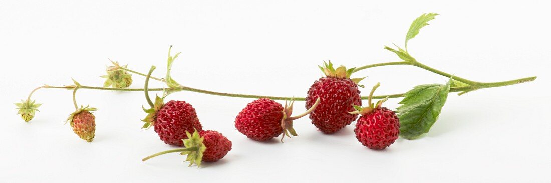 Walderdbeeren