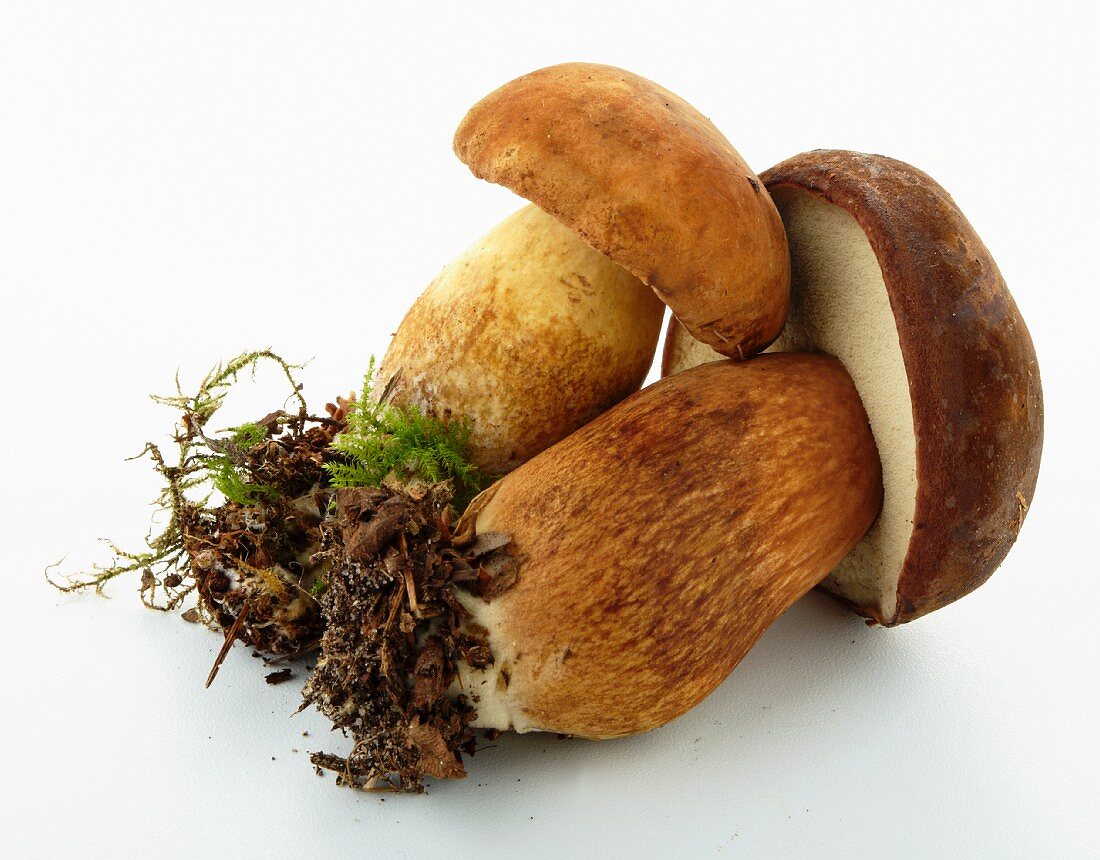 A porcini mushroom and a bay bolete