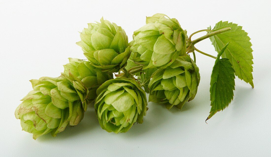 Hopfen