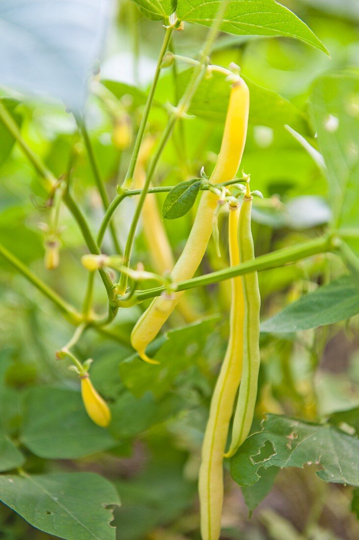 Yellow beans on the plant