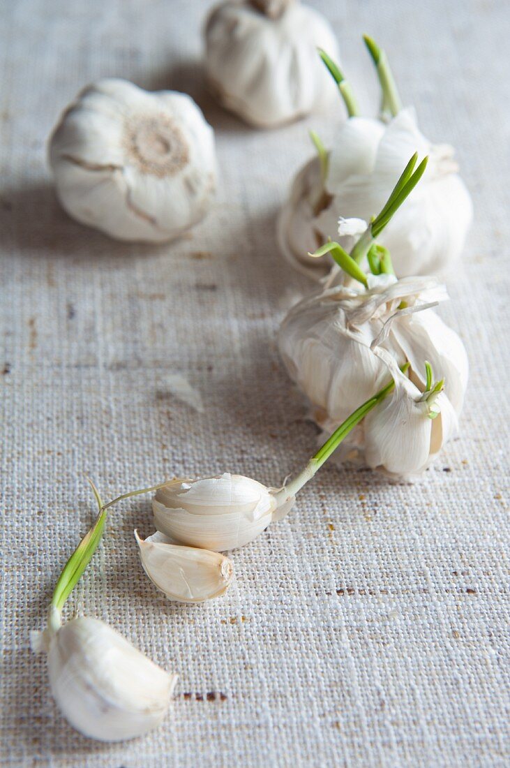 Garlic bulbs and cloves