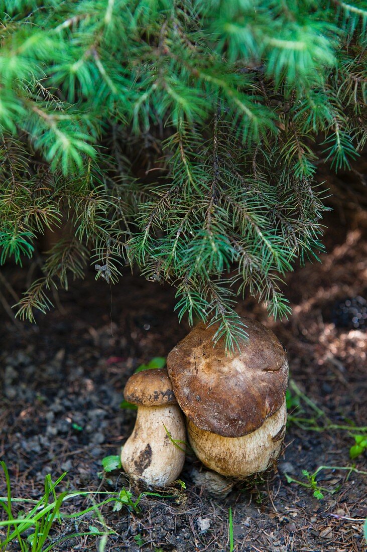 Porcini mushrooms under a tree