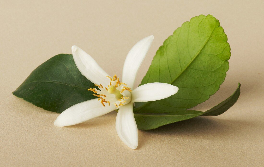 A citrus flower