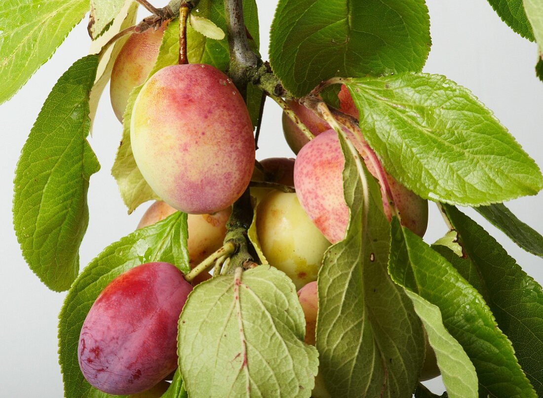 Plums on the branch