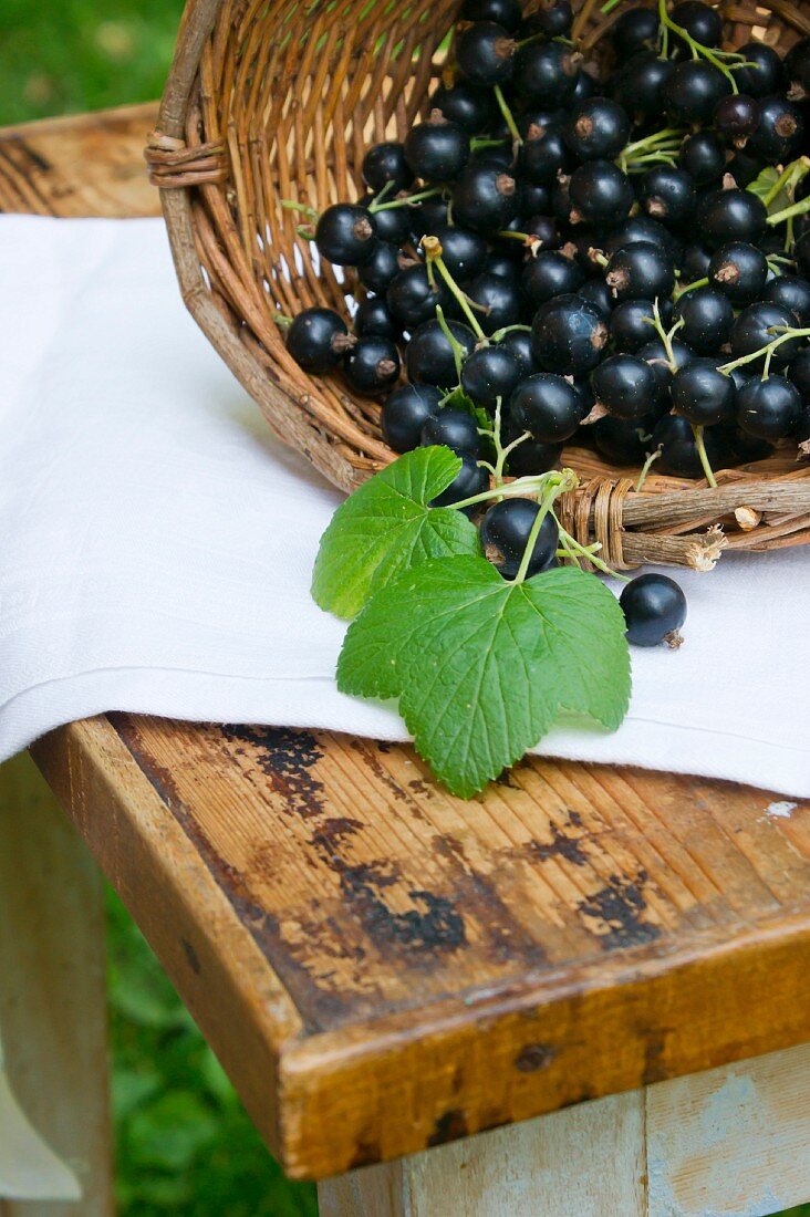 A basket of fresh blackcurrants on a wooden table outdoors