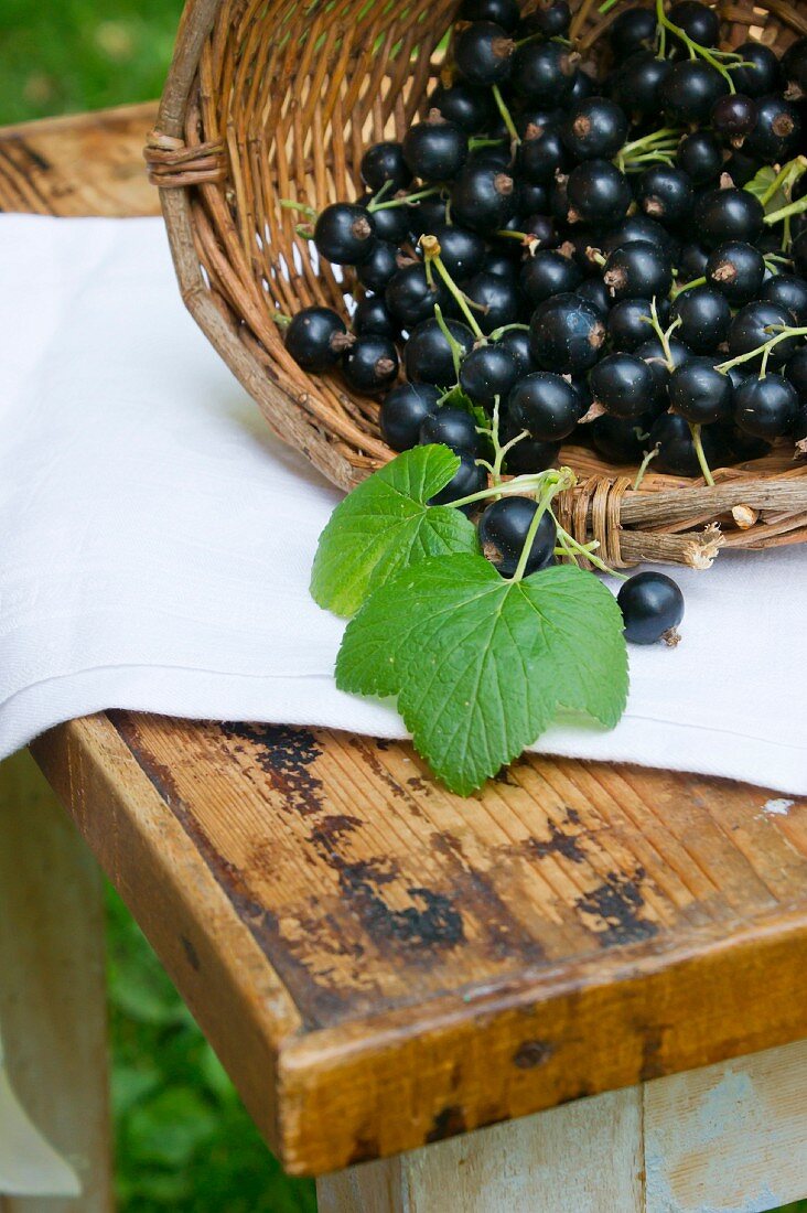 Korb mit frischen schwarzen Johannisbeeren auf Holztisch im Freien