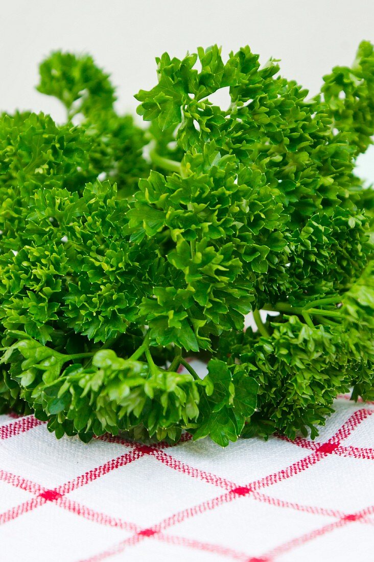 Curly-leaf parsley (close-up)