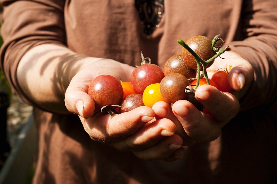 A woman holding cherry tomatoes in her hands
