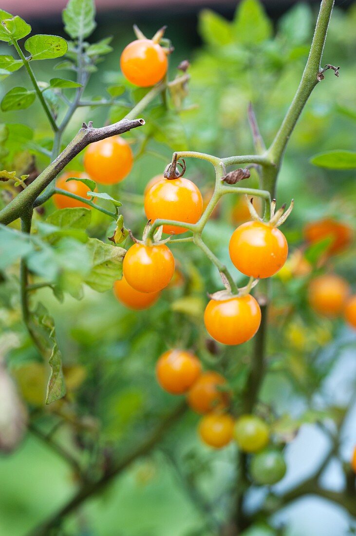 Yellow currant tomatoes