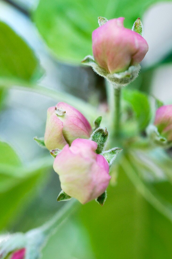Apfelblüten am Zweig (Close Up)