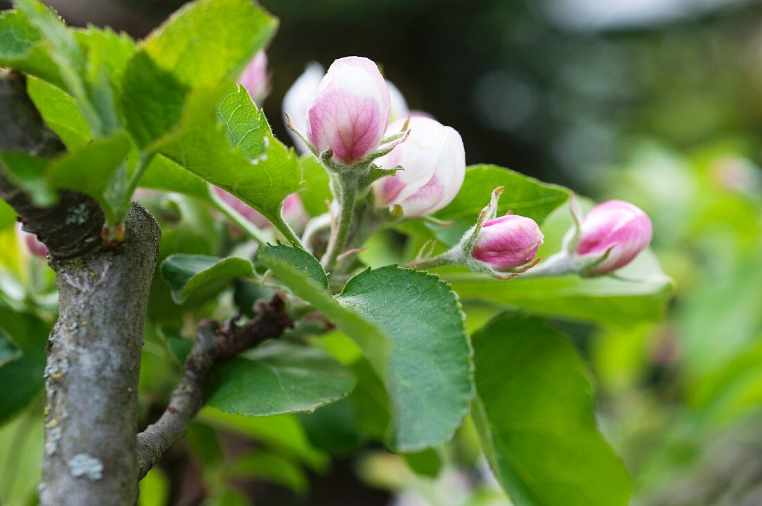 Apfelblüten am Zweig