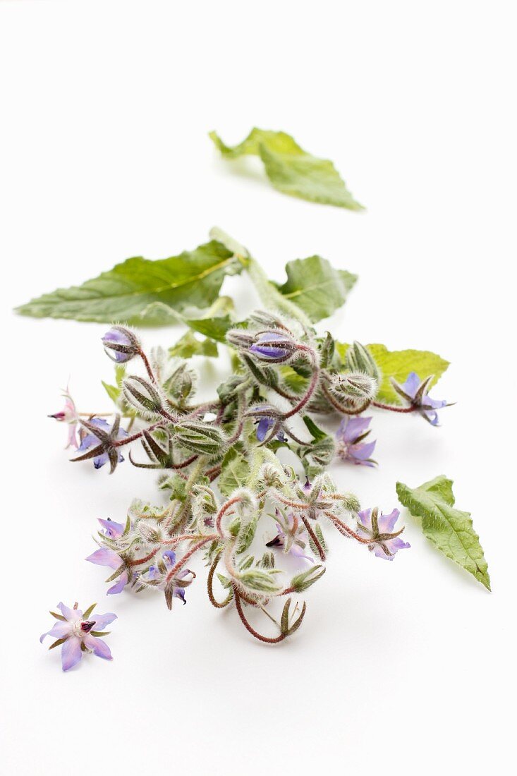 Fresh borage with flowers