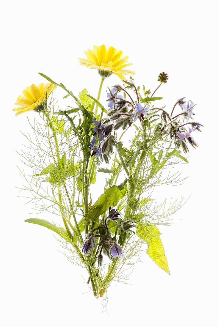 Borage, dill and marigolds