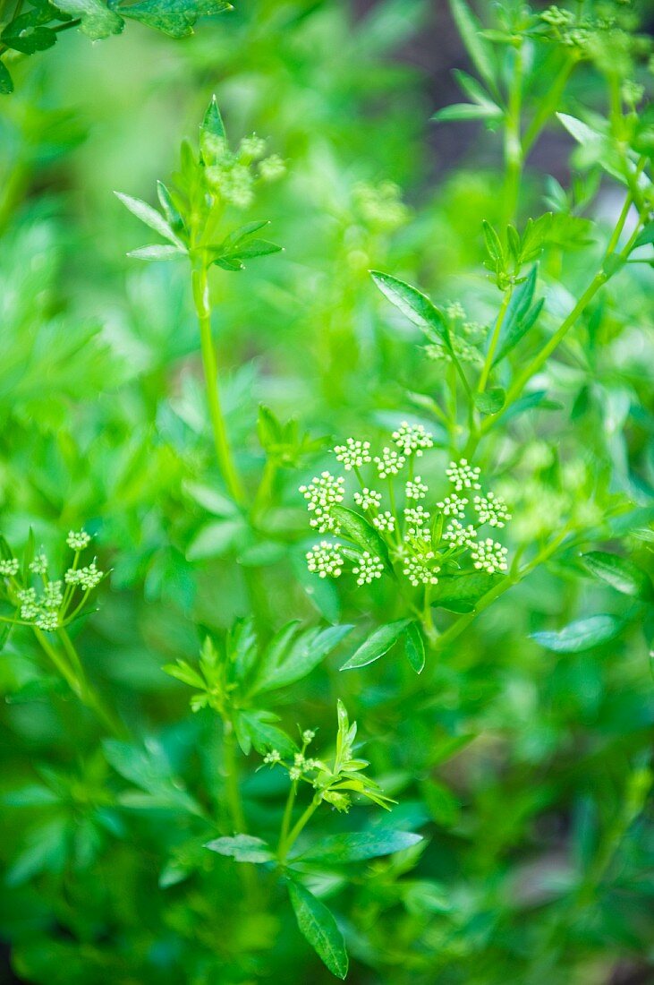 Parsley flowering in the garden