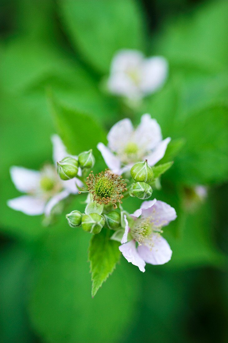 Blackberry blossom (close-up)