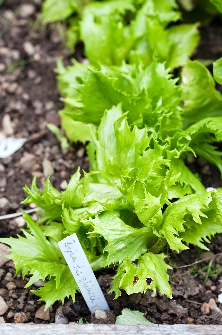 Eissalat-Jungpflanzen im Salatbeet