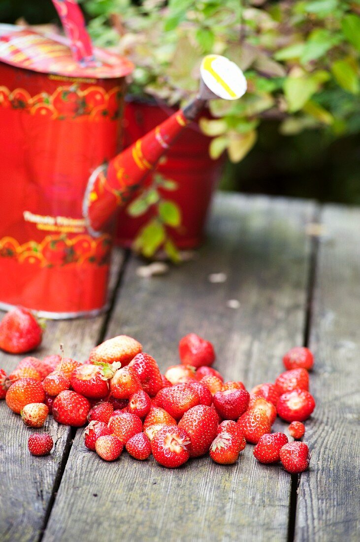 Erdbeeren und Giesskanne auf Holztisch im Garten
