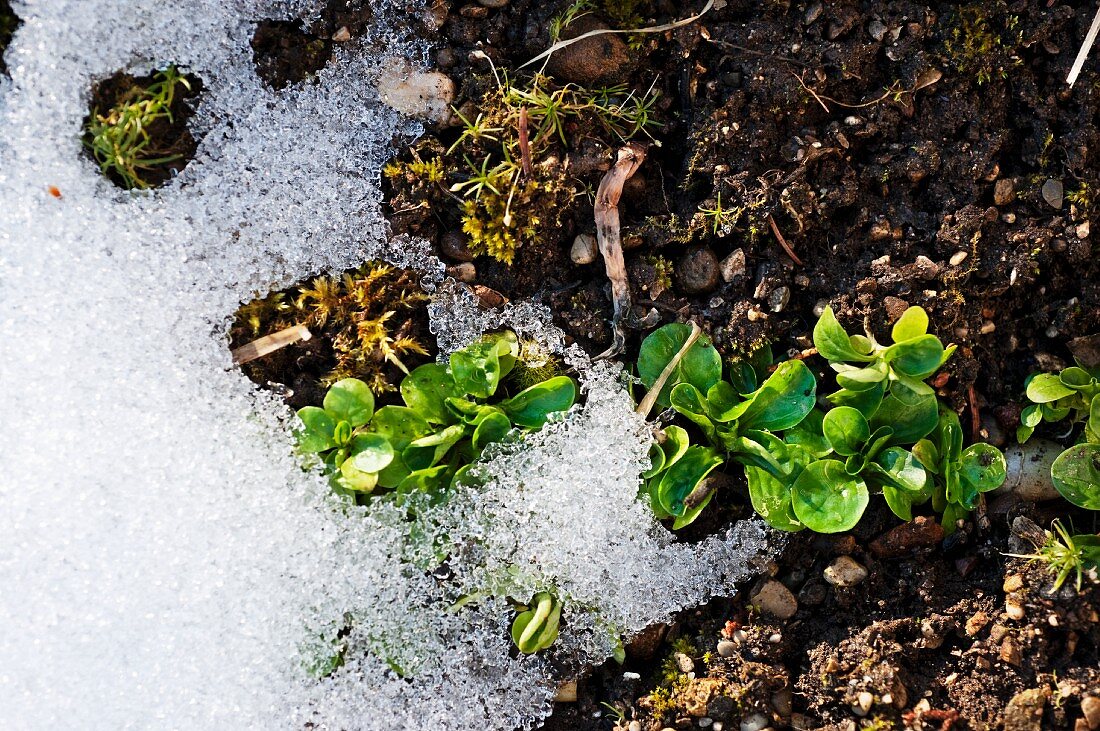 Feldsalat im Gartenbeet mit Schnee