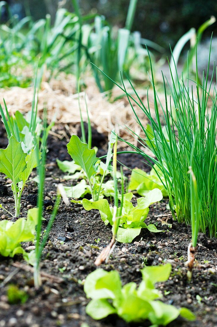 Vegetable bed in garden