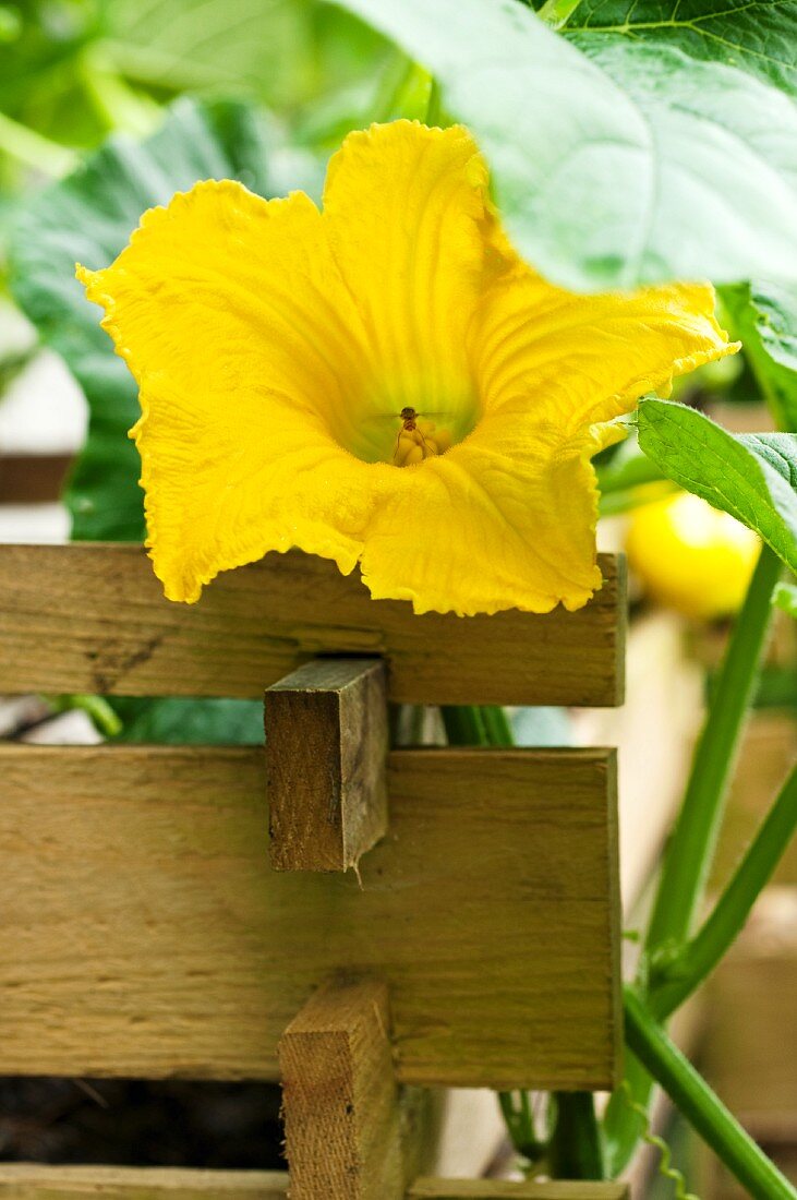 A Hokkaido pumpkin flower on the plant in a raised bed