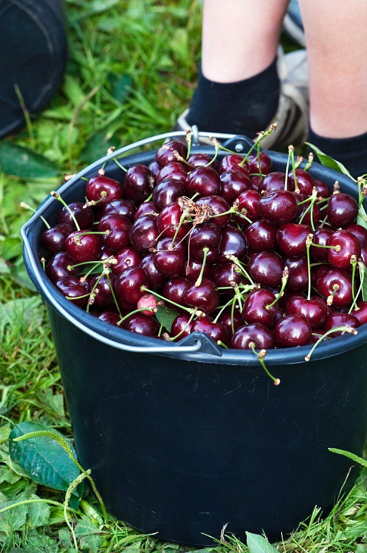 A bucket of freshly harvested cherries in the garden