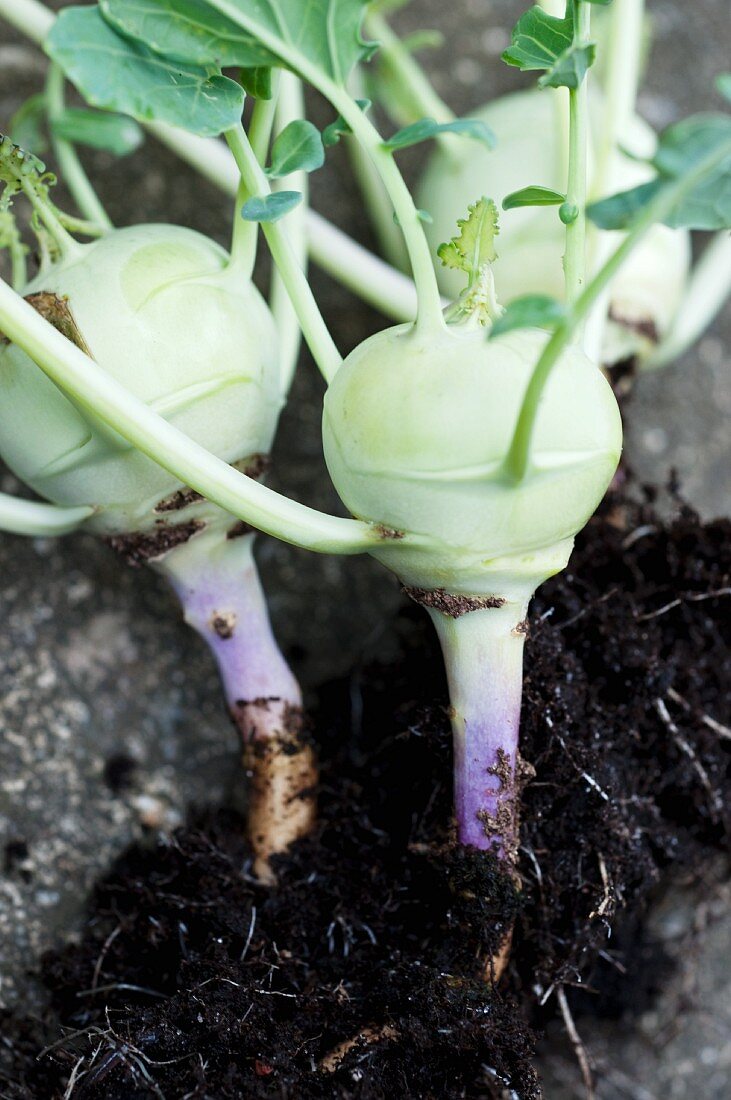 Kohlrabi mit Wurzeln