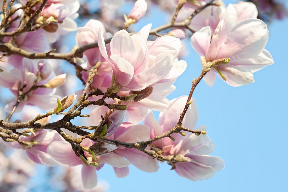 Magnolia blossom on the tree