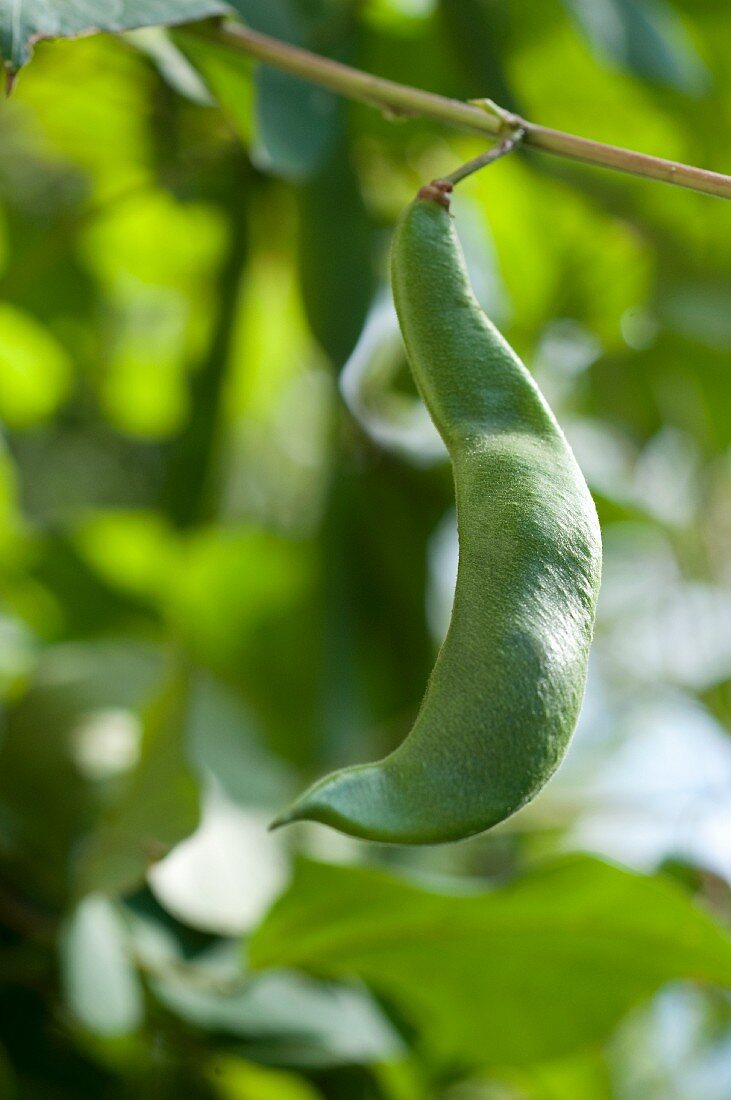 Green beans on the plant (close-up)